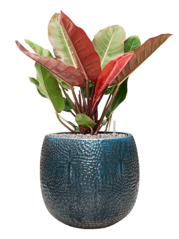 Philodendron 'Prince of Orange' in Marly Office Plant With Pot 85cm Height 31cm Dia