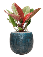 Philodendron 'Prince of Orange' in Marly Office Plant With Pot 85cm Height 31cm Dia