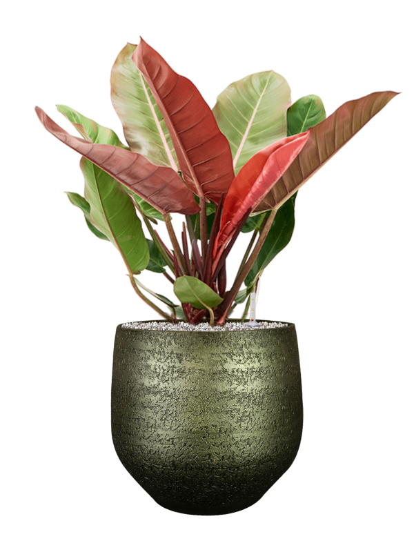 Philodendron 'Prince of Orange' in Noor Office Plant With Pot 80cm Height 30cm Dia