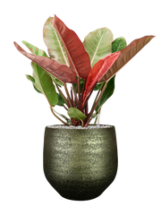 Philodendron 'Prince of Orange' in Noor Office Plant With Pot 80cm Height 30cm Dia