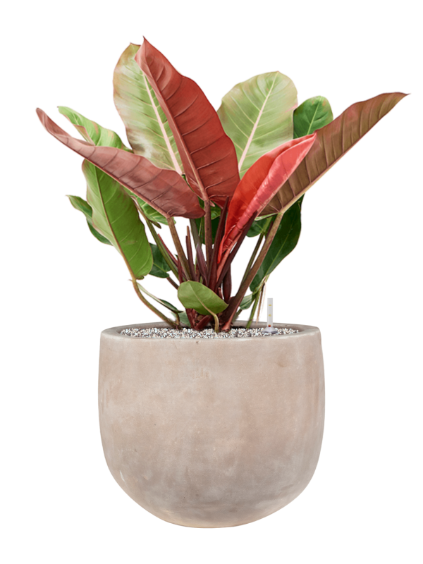 Philodendron 'Prince of Orange' in Terra Cotta Omar Office Plant With Pot 80cm Height 30cm Dia