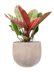 Philodendron 'Prince of Orange' in Terra Cotta Omar Office Plant With Pot 80cm Height 30cm Dia