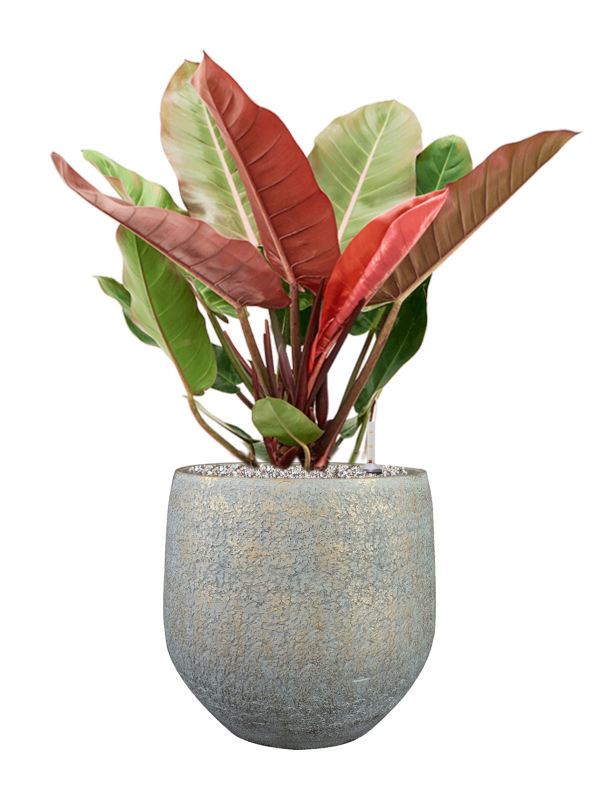 Philodendron 'Prince of Orange' in Noor Office Plant With Pot 81cm Height 30cm Dia