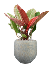 Philodendron 'Prince of Orange' in Noor Office Plant With Pot 81cm Height 30cm Dia
