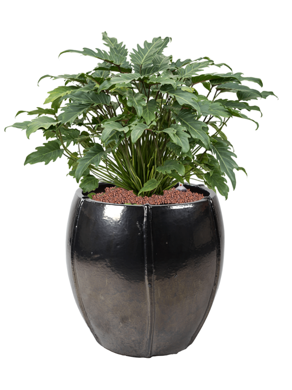 Philodendron 'Xanadu' in Moda Office Plant With Pot 78cm Height 34cm Dia