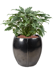Philodendron 'Xanadu' in Moda Office Plant With Pot 78cm Height 34cm Dia
