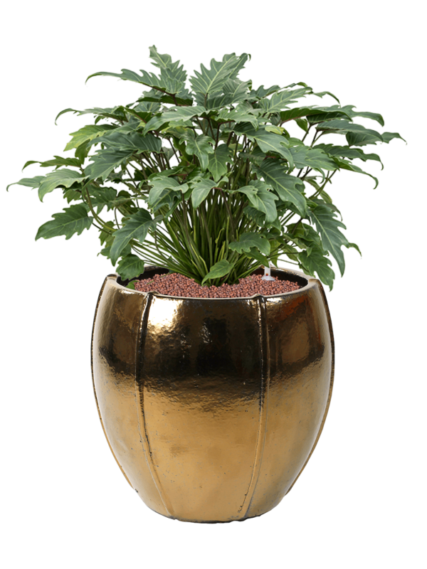 Philodendron 'Xanadu' in Moda Office Plant With Pot 78cm Height 34cm Dia