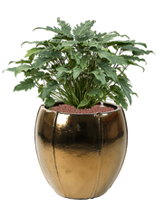 Philodendron 'Xanadu' in Moda Office Plant With Pot 78cm Height 34cm Dia