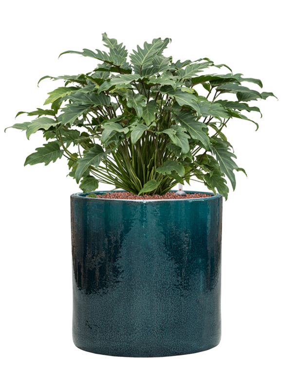 Philodendron 'Xanadu' in Cylinder Office Plant With Pot 77cm Height 35cm Dia