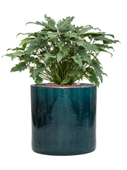 Philodendron 'Xanadu' in Cylinder Office Plant With Pot 77cm Height 35cm Dia