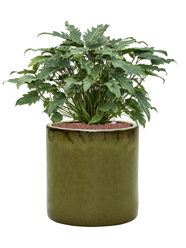 Philodendron 'Xanadu' in Cylinder Office Plant With Pot 77cm Height 35cm Dia