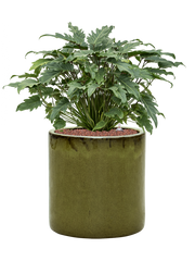 Philodendron 'Xanadu' in Cylinder Office Plant With Pot 77cm Height 35cm Dia