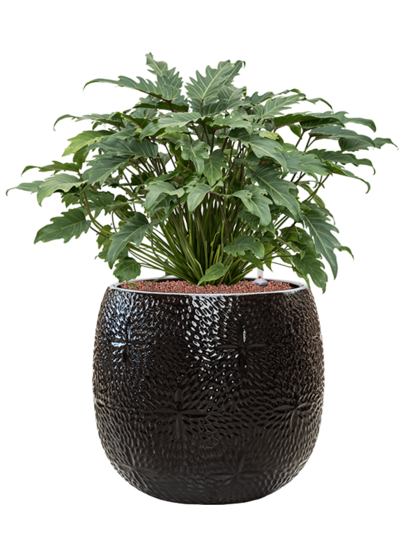 Philodendron 'Xanadu' in Marly Office Plant With Pot 75cm Height 31cm Dia