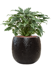 Philodendron 'Xanadu' in Marly Office Plant With Pot 75cm Height 31cm Dia