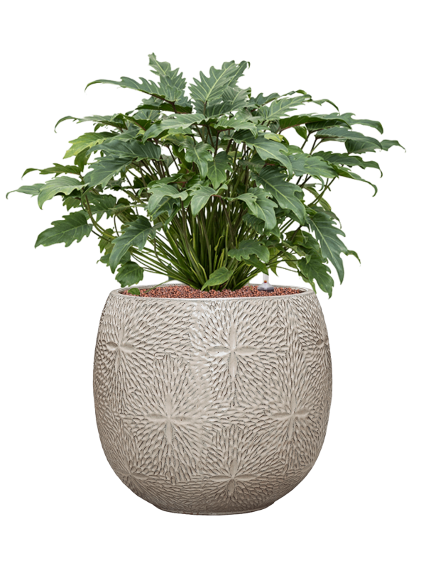 Philodendron 'Xanadu' in Marly Office Plant With Pot 75cm Height 31cm Dia