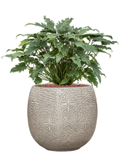 Philodendron 'Xanadu' in Marly Office Plant With Pot 75cm Height 31cm Dia