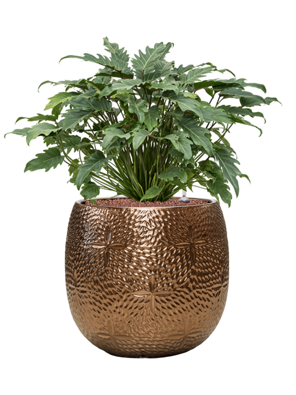 Philodendron 'Xanadu' in Marly Office Plant With Pot 75cm Height 31cm Dia