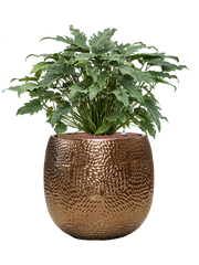 Philodendron 'Xanadu' in Marly Office Plant With Pot 75cm Height 31cm Dia