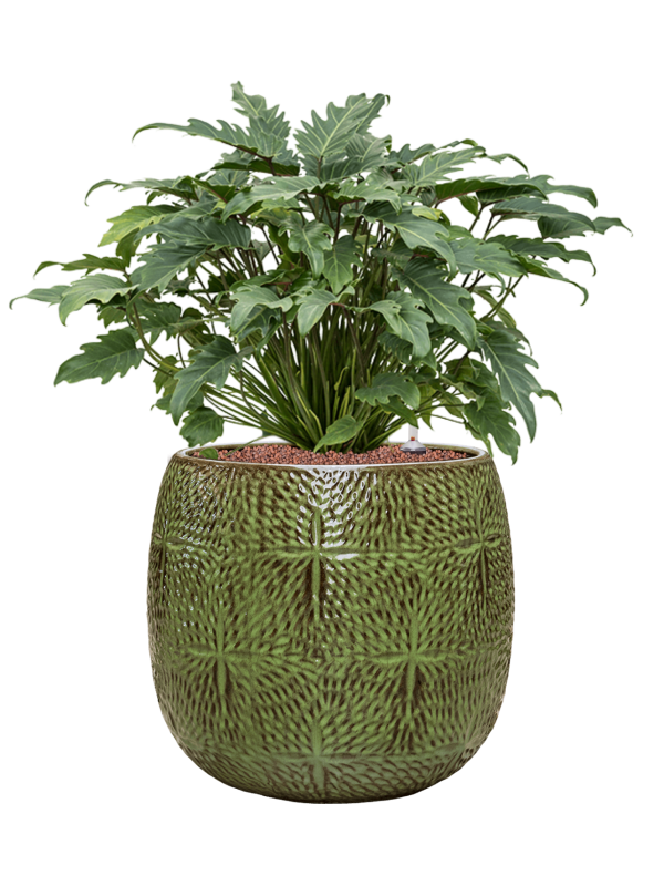 Philodendron 'Xanadu' in Marly Office Plant With Pot 75cm Height 31cm Dia