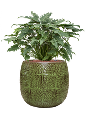 Philodendron 'Xanadu' in Marly Office Plant With Pot 75cm Height 31cm Dia