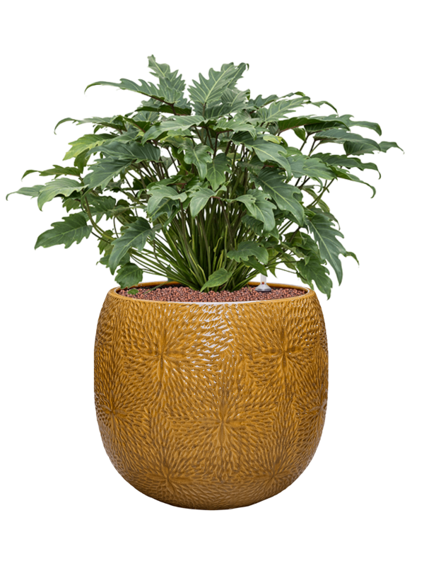 Philodendron 'Xanadu' in Marly Office Plant With Pot 75cm Height 31cm Dia