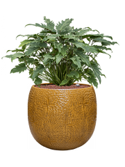 Philodendron 'Xanadu' in Marly Office Plant With Pot 75cm Height 31cm Dia