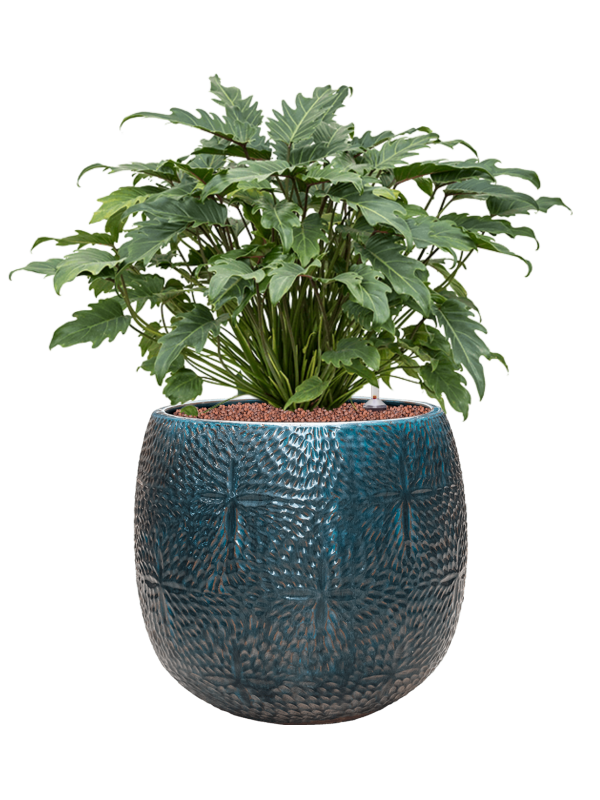Philodendron 'Xanadu' in Marly Office Plant With Pot 75cm Height 31cm Dia