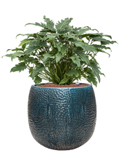 Philodendron 'Xanadu' in Marly Office Plant With Pot 75cm Height 31cm Dia