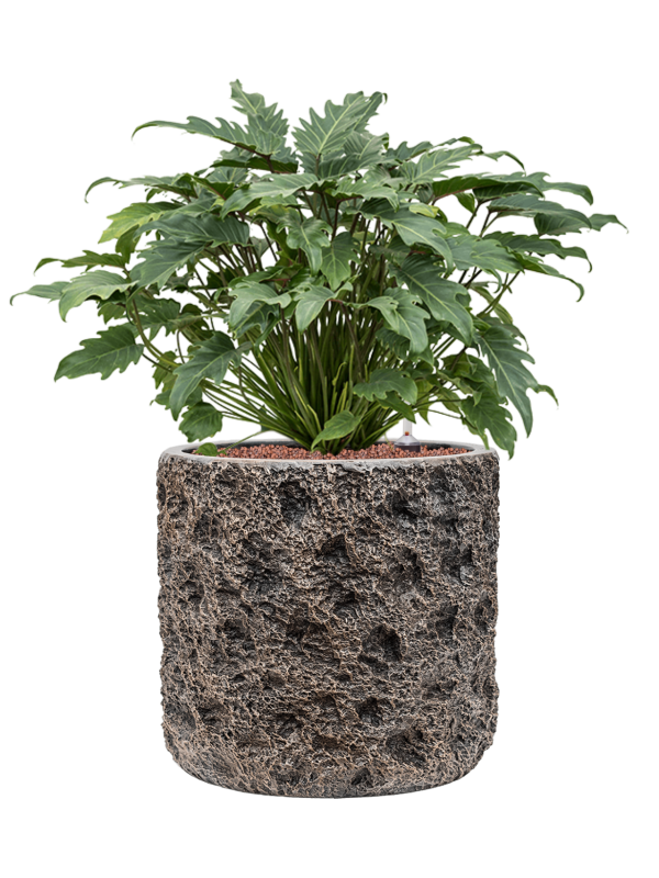 Philodendron 'Xanadu' in Baq Luxe Lite Universe Moon Office Plant With Pot 76cm Height 35cm Dia