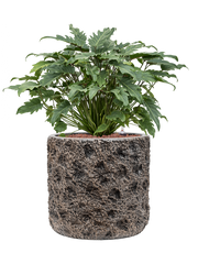 Philodendron 'Xanadu' in Baq Luxe Lite Universe Moon Office Plant With Pot 76cm Height 35cm Dia
