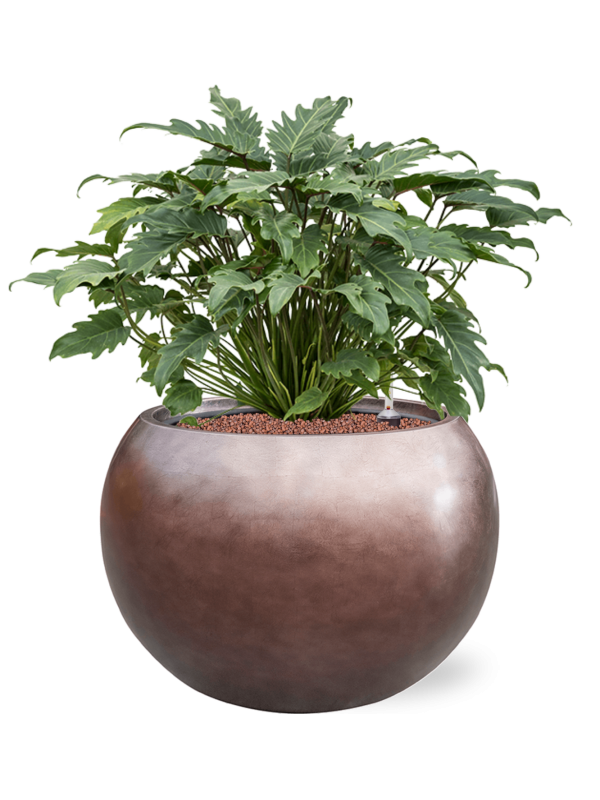 Philodendron 'Xanadu' in Baq Metallic Silver leaf Office Plant With Pot 73cm Height 33cm Dia