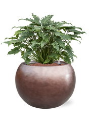 Philodendron 'Xanadu' in Baq Metallic Silver leaf Office Plant With Pot 73cm Height 33cm Dia