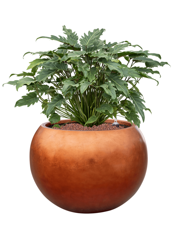 Philodendron 'Xanadu' in Baq Metallic Silver leaf Office Plant With Pot 73cm Height 33cm Dia
