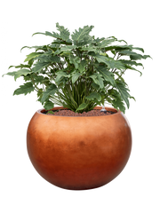 Philodendron 'Xanadu' in Baq Metallic Silver leaf Office Plant With Pot 73cm Height 33cm Dia