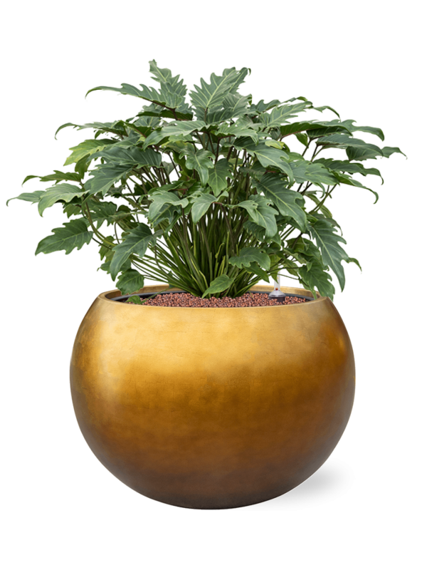 Philodendron 'Xanadu' in Baq Metallic Silver leaf Office Plant With Pot 73cm Height 33cm Dia