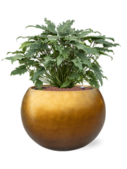 Philodendron 'Xanadu' in Baq Metallic Silver leaf Office Plant With Pot 73cm Height 33cm Dia
