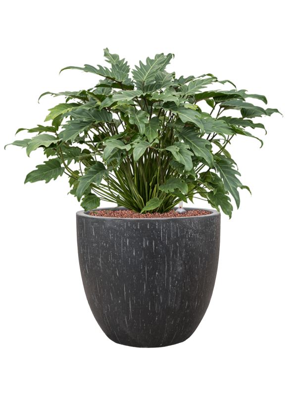 Philodendron 'Xanadu' in Baq Raindrop Office Plant With Pot 70cm Height 35cm Dia