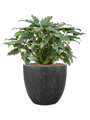 Philodendron 'Xanadu' in Baq Raindrop Office Plant With Pot 70cm Height 35cm Dia
