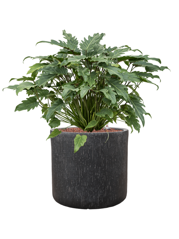 Philodendron 'Xanadu' in Baq Raindrop Office Plant With Pot 70cm Height 32cm Dia