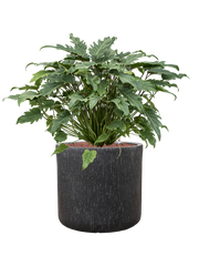 Philodendron 'Xanadu' in Baq Raindrop Office Plant With Pot 70cm Height 32cm Dia