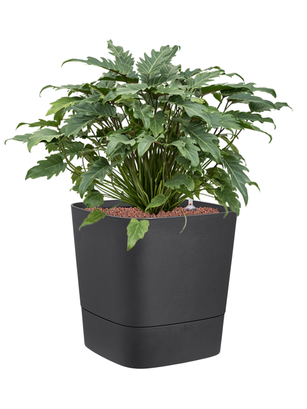 Philodendron 'Xanadu' in Greensense Aqua Care Office Plant With Pot 75cm Height 36cm Dia