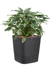 Philodendron 'Xanadu' in Greensense Aqua Care Office Plant With Pot 75cm Height 36cm Dia