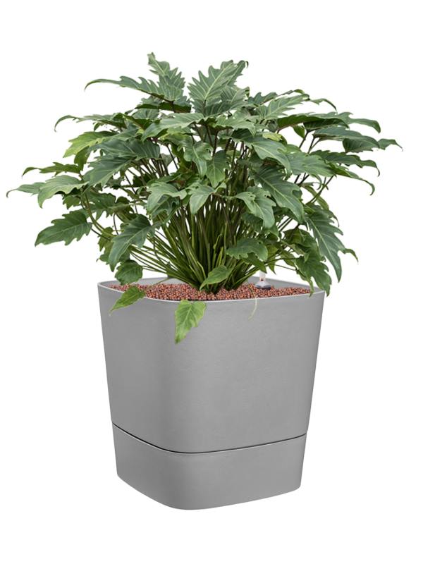 Philodendron 'Xanadu' in Greensense Aqua Care Office Plant With Pot 75cm Height 36cm Dia