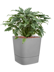 Philodendron 'Xanadu' in Greensense Aqua Care Office Plant With Pot 75cm Height 36cm Dia