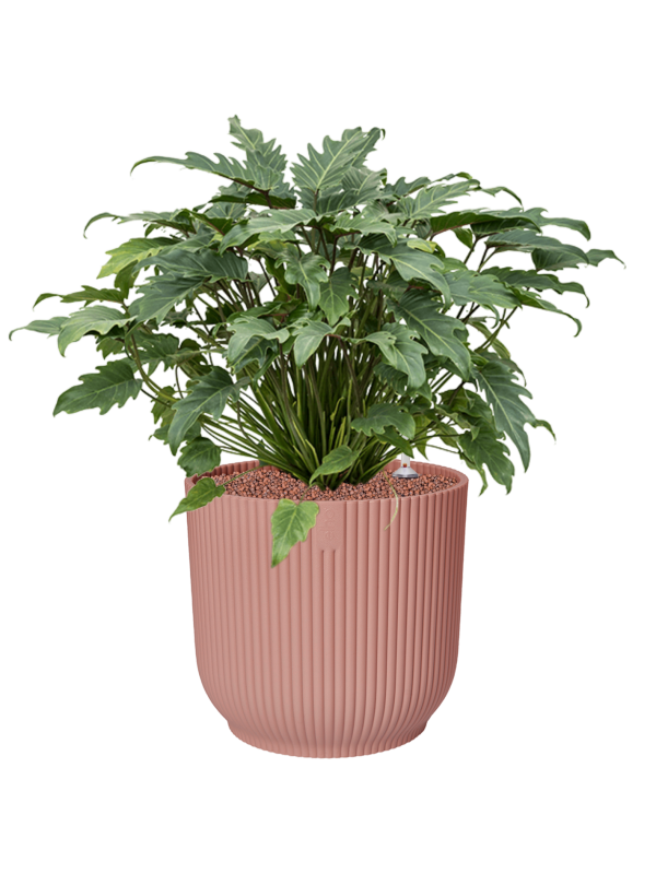 Philodendron 'Xanadu' in Vibes Fold Office Plant With Pot 68cm Height 34cm Dia