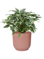Philodendron 'Xanadu' in Vibes Fold Office Plant With Pot 68cm Height 34cm Dia