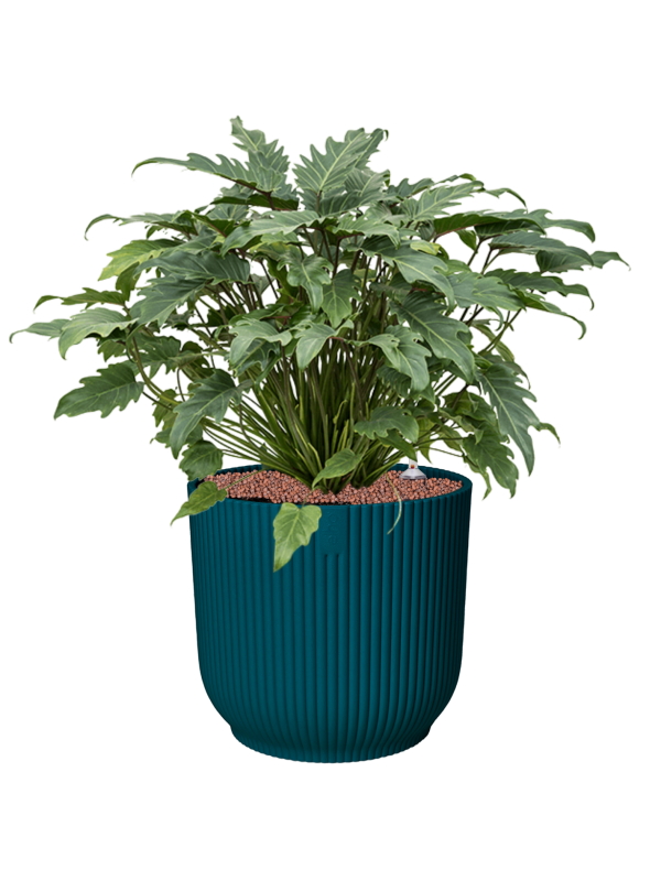 Philodendron 'Xanadu' in Vibes Fold Office Plant With Pot 68cm Height 34cm Dia