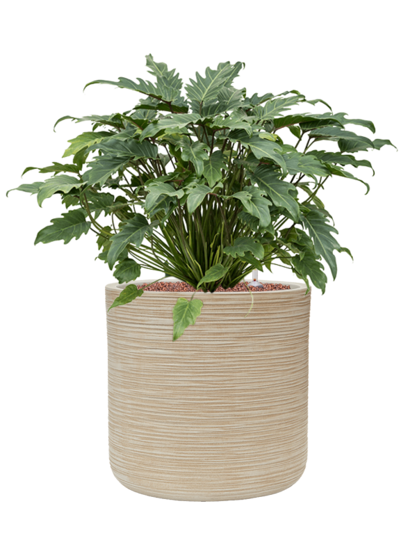 Philodendron 'Xanadu' in Baq Dune Office Plant With Pot 74cm Height 32cm Dia