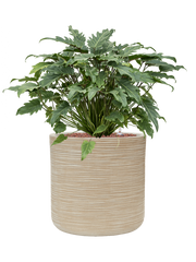 Philodendron 'Xanadu' in Baq Dune Office Plant With Pot 74cm Height 32cm Dia