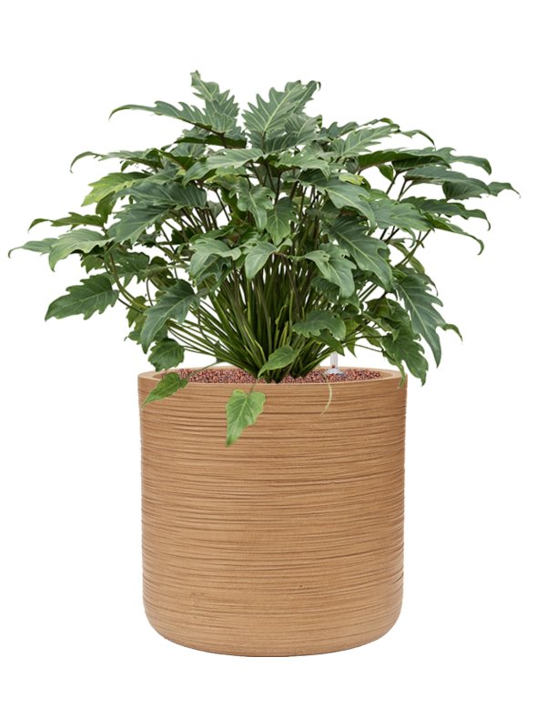 Philodendron 'Xanadu' in Baq Dune Office Plant With Pot 74cm Height 32cm Dia